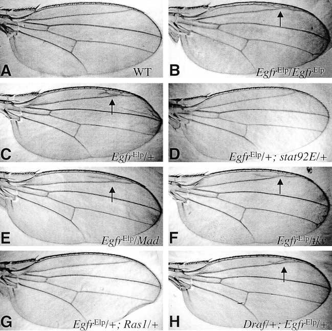 Drosophila Mutant Torso Triggers Dpp and STAT Signaling 255 Figure 5. Test of genetic interaction with a gain-of-function allele of Egfr. Wings of flies with indicated genotypes are shown.