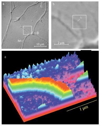 2. Photonic Force Microscopy 2.2 Applications of PFM 2.2.1 PFM as a scanning probe Scanning the trapped probe over a structured surface reveals information about surface morphology with a resolution