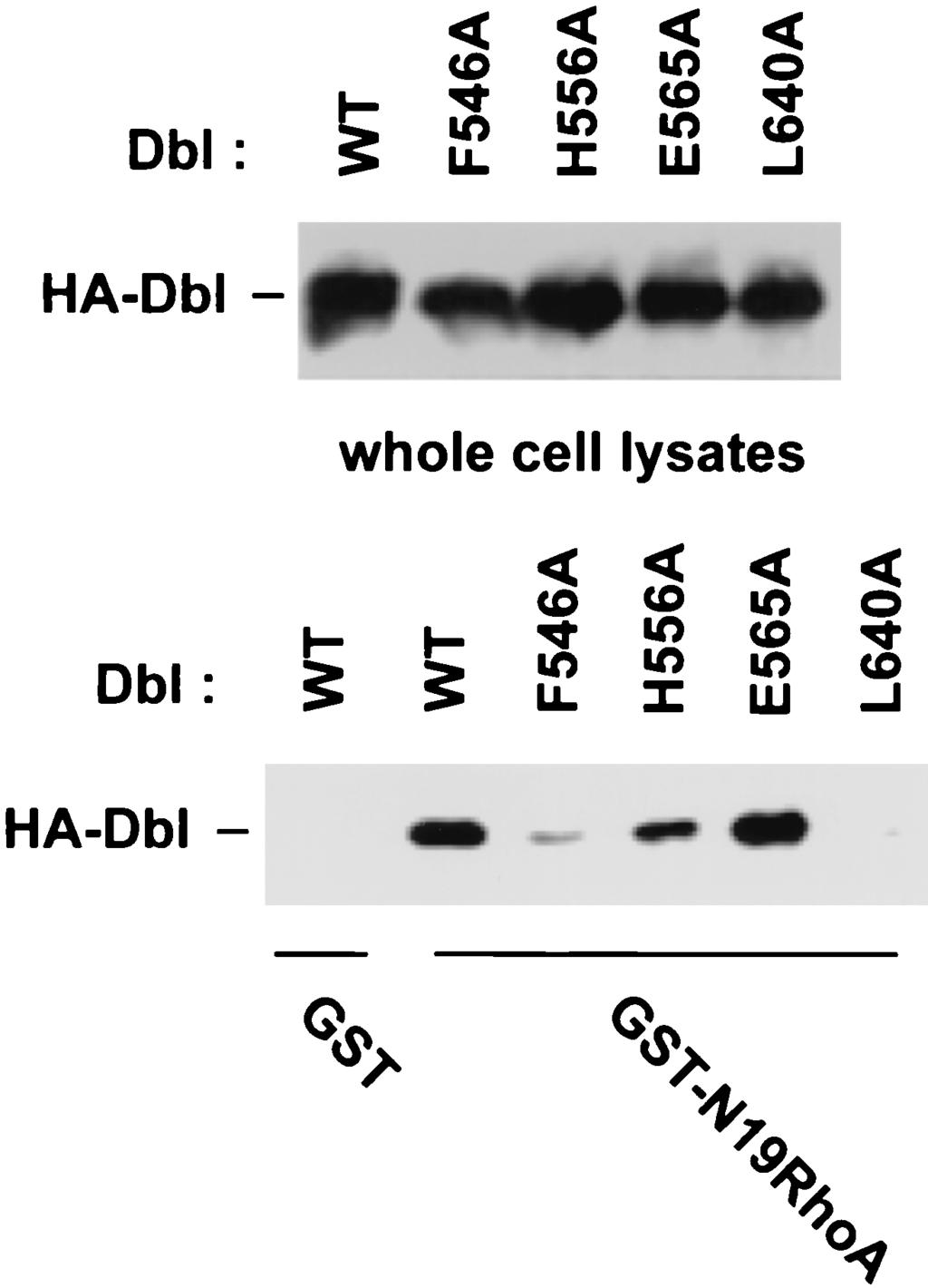 430 ZHU ET AL. MOL. CELL. BIOL. FIG. 5. Interaction of the DH mutants with dominant-negative RhoA.