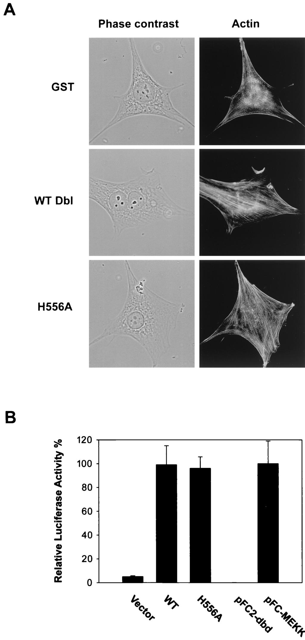 432 ZHU ET AL. MOL. CELL. BIOL. FIG. 8. Growth properties of the H556A mutant-expressing NIH 3T3 cells.