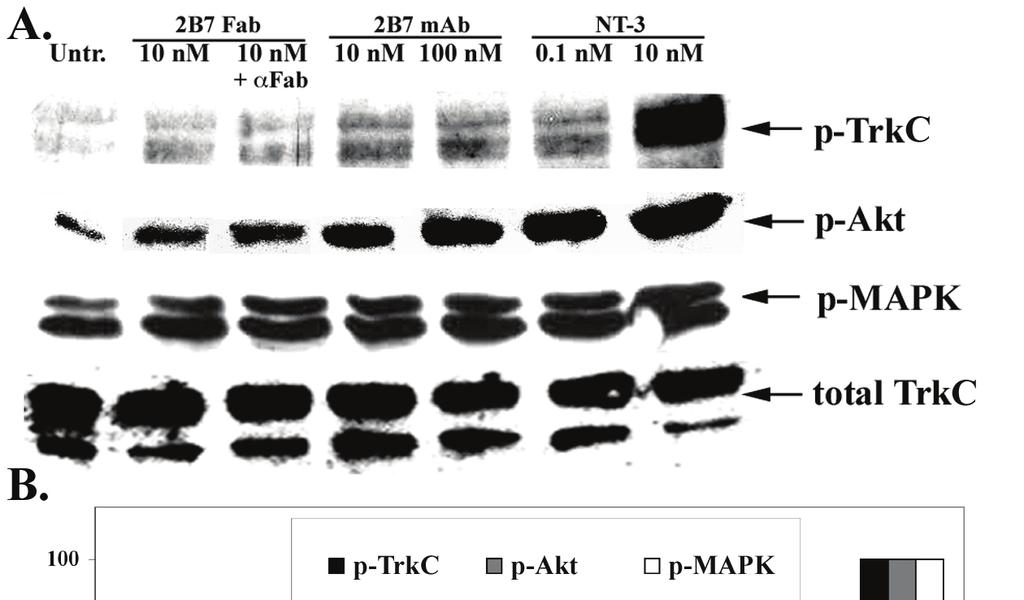 Figure 2 TrkC, Akt and MAPK activation are induced by mab 2B7 or mab 2B7 Fabs.