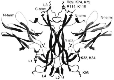 Figure 3 Ribbon diagram representing the crystal structure of the complex between NGF and D5 subdomain of TrkA (Wiesmann and de Vos, 2001) Most of the NGF residues shown to be important for p75ntr