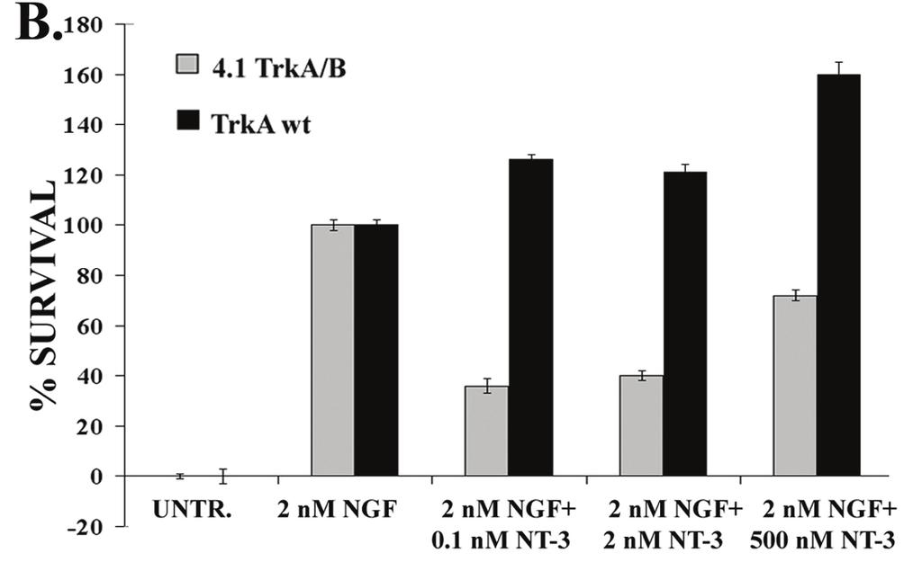 Figure 5. (A) NT-3 binding site on TrkA wt receptor is trophic. (B) NT-3 antagonizes optimal NGF activity in 4.1 TrkA/B cells, but enhances optimal NGF activity in TrkA wt cells. TrkA wt or 4.
