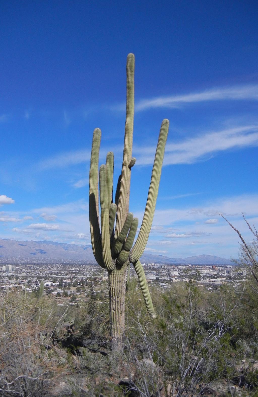 The Saguaro Genome Project In summer 2013 the Universidad Nacional Autonoma de Mexico (UNAM) and the University of Arizona established small grants for research in adaptation and sustainability in