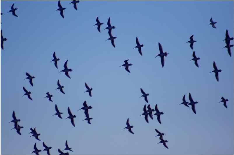 Flocking in mobile agents network Flocking is the behavior exhibited when a group of birds are in flight: More