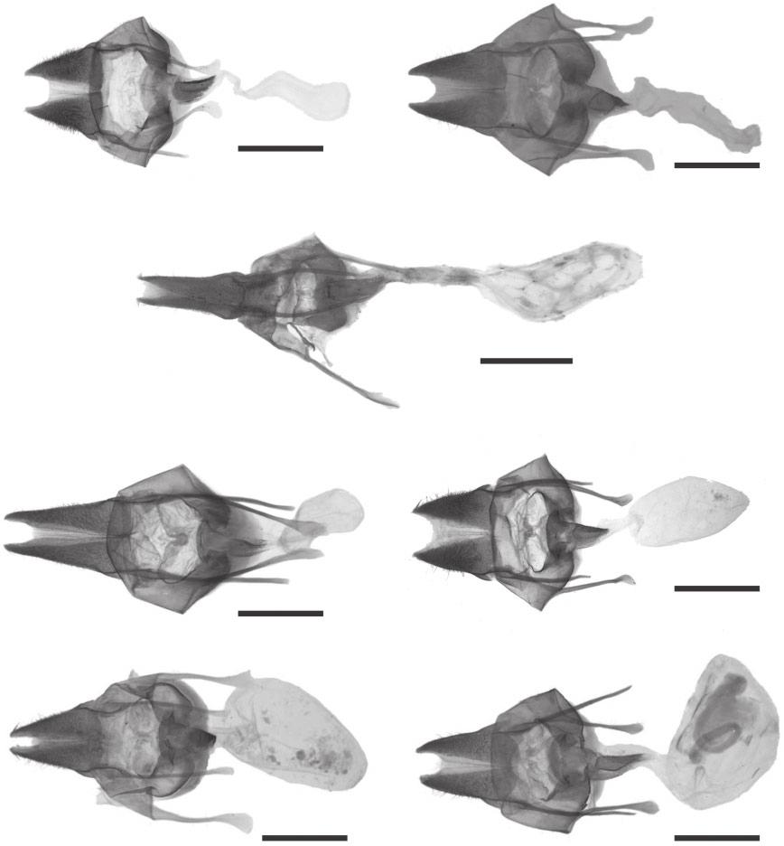 STUDY OF THE SESAMIA NONAGRIOIDES SPECIES COMPLEX 261 A B C D E F G Figure 8. Female genitalia of Sesamia species. A, S. capensis; B, S. congoensis; C, S. kouilouensis; D, S. luyaensis; E, S.