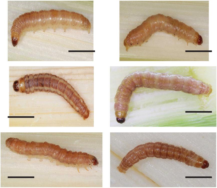 262 G. J. KERGOAT ET AL. A B C D E F Figure 9. Last instar larvae of Sesamia species. A, S. capensis; B, S congoensis; C, S. kouilouensis; D, S. natalensis; E, S. nonagrioides; F,S. typhae.