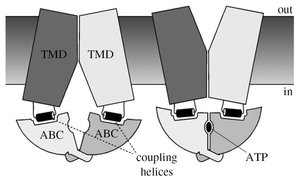 The coupling helices are part of the TMDs. They extend into the cytoplasm to establish critical contacts with the ABC subunits (NBDs).