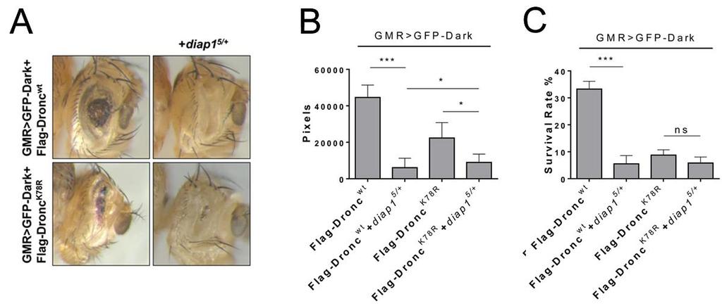 86 Figure 2.6. Heterozygous diap1 5 mutant strongly enhances GMR>FlagDronc wt +GFP-Dark eye phenotype, but only weakly enhances GMR>Flag-Dronc K78R +GFP- Dark.