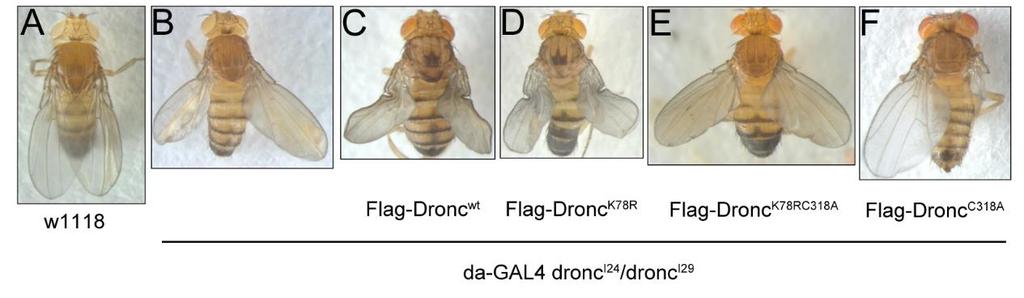 96 Figure 2.10. Both Flag-Dronc K78RC318A and Flag-Dronc C318A cannot rescue the wing phenotype of dronc null mutants.