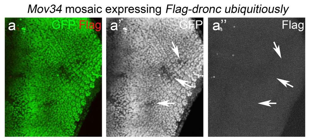152 Figure A7. Flag-Dronc protein does not accumulate in Mov34 mutant clones. Shown is the posterior compartment of a Mov34 mosaic eye imaginal disc expressing Flag-dronc by the da-gal4 driver.