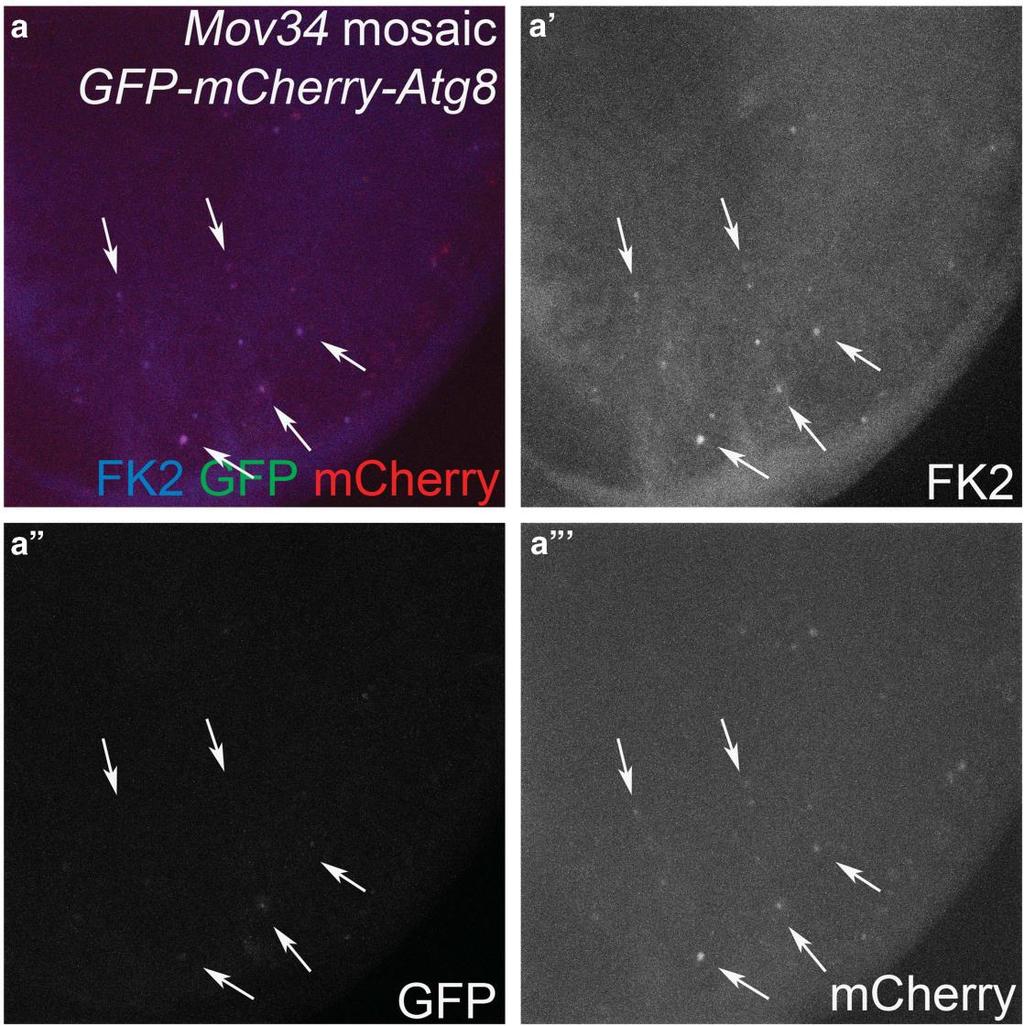 159 Figure A11. Impaired proteasome function induces autophagic flux. Mov34 mosaic eye imaginal discs expressing GFP-mCherry-Atg8a as marker for autophagic flux.