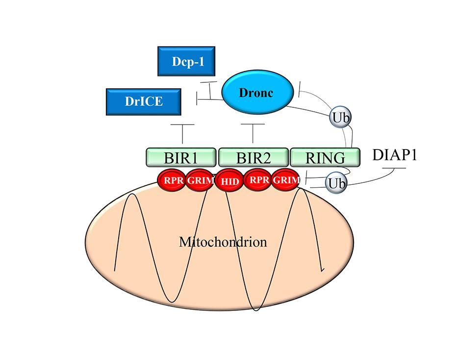 10 Figure 1.2. IAP Antagonists bind to BIR1 and BIR2 domains of DIAP1 to inhibit its interaction with caspases.