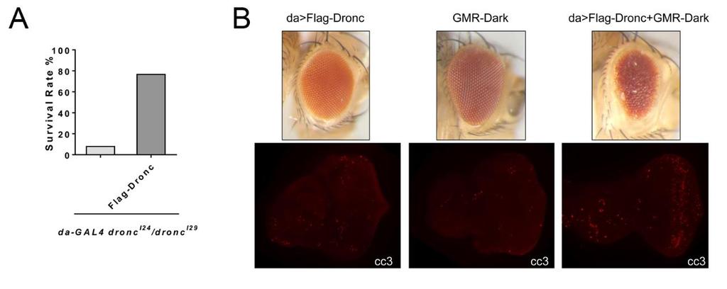 73 Figure 2.1. Flag-Dronc wt is functional. (A) Flag-Dronc can rescue the lethality associated with dronc null mutations. (B) Flag-Dronc can be activated in the apoptosome.