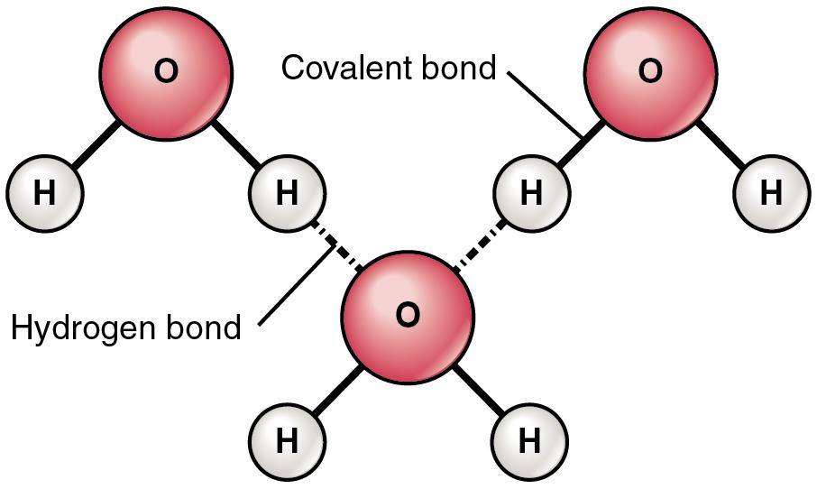 The hydrogen bonds between water molecules cause the cohesion of liquid water,