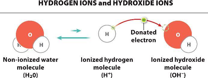 Such bases effectively lower the concentration of hydrogen ions in solution because hydroxide ions combine with hydrogen ions in