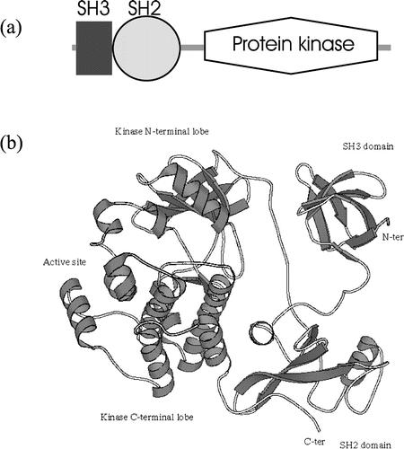 Protein Domains