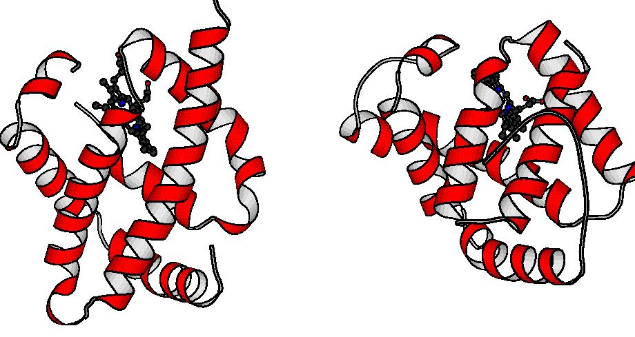 Same Structure and Function Low Sequence Identity The globin fold is resilient to amino acid changes. V.