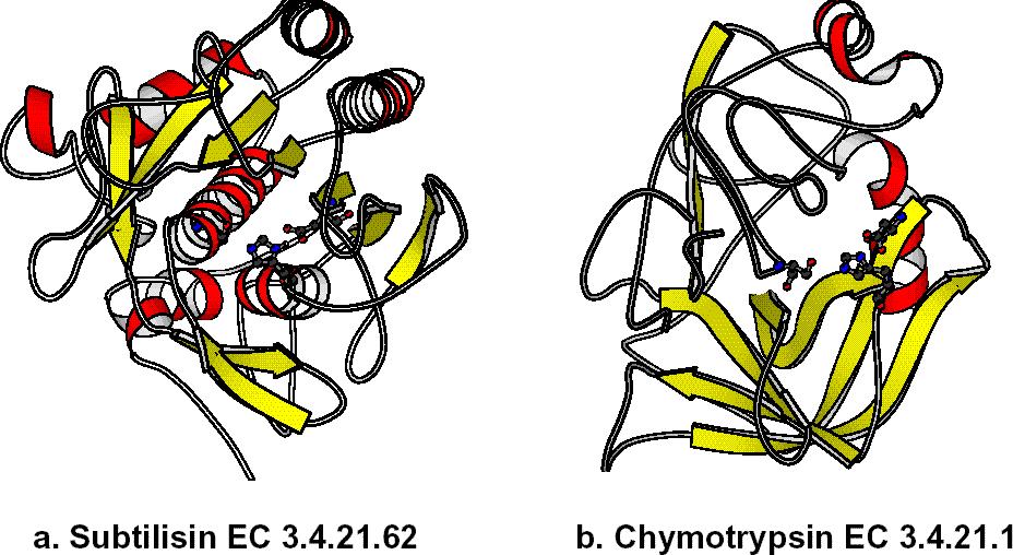 Convergent Evolution Subtilisin and chymotrypsin are both serine endopeptidases. They share no sequence identity, and their folds are unrelated.
