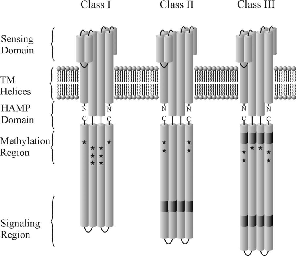 304 SZURMANT AND ORDAL MICROBIOL. MOL. BIOL. REV. FIG. 2. Schematic of the three classes of chemotaxis receptors. Shown is a representative dimer for each class of chemotaxis receptors.