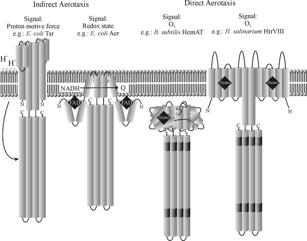 VOL. 68, 2004 BACTERIAL AND ARCHAEAL CHEMOTAXIS 307 Downloaded from http://mmbr.asm.org/ FIG. 4. Aerotaxis receptors. Shown is a schematic of the four known types of aerotaxis receptors.