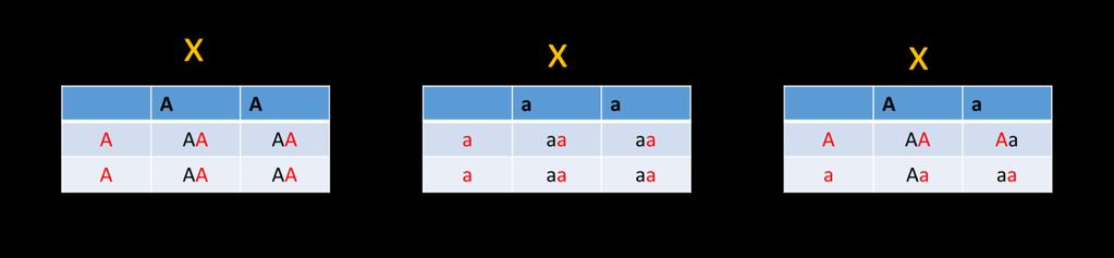 [Activity 4] [explain] In this part, students are asked to report the phenotypic ratios of their first cross, which are the possible genotypes, and to make the Punnett squares of the cross if