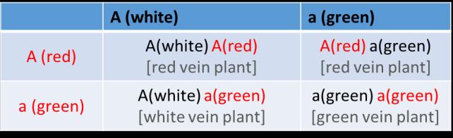 Where red is dominant over white and green, white dominant over green, and green is recessive. 3.