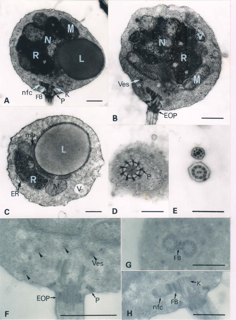 December, 2014 Shu-Fen Chen: Zoospore ultrastructure of Chytriomyces multioperculatus Fig. 2. Ultrastructure of Chytriomyces multioperculatus zoospore.