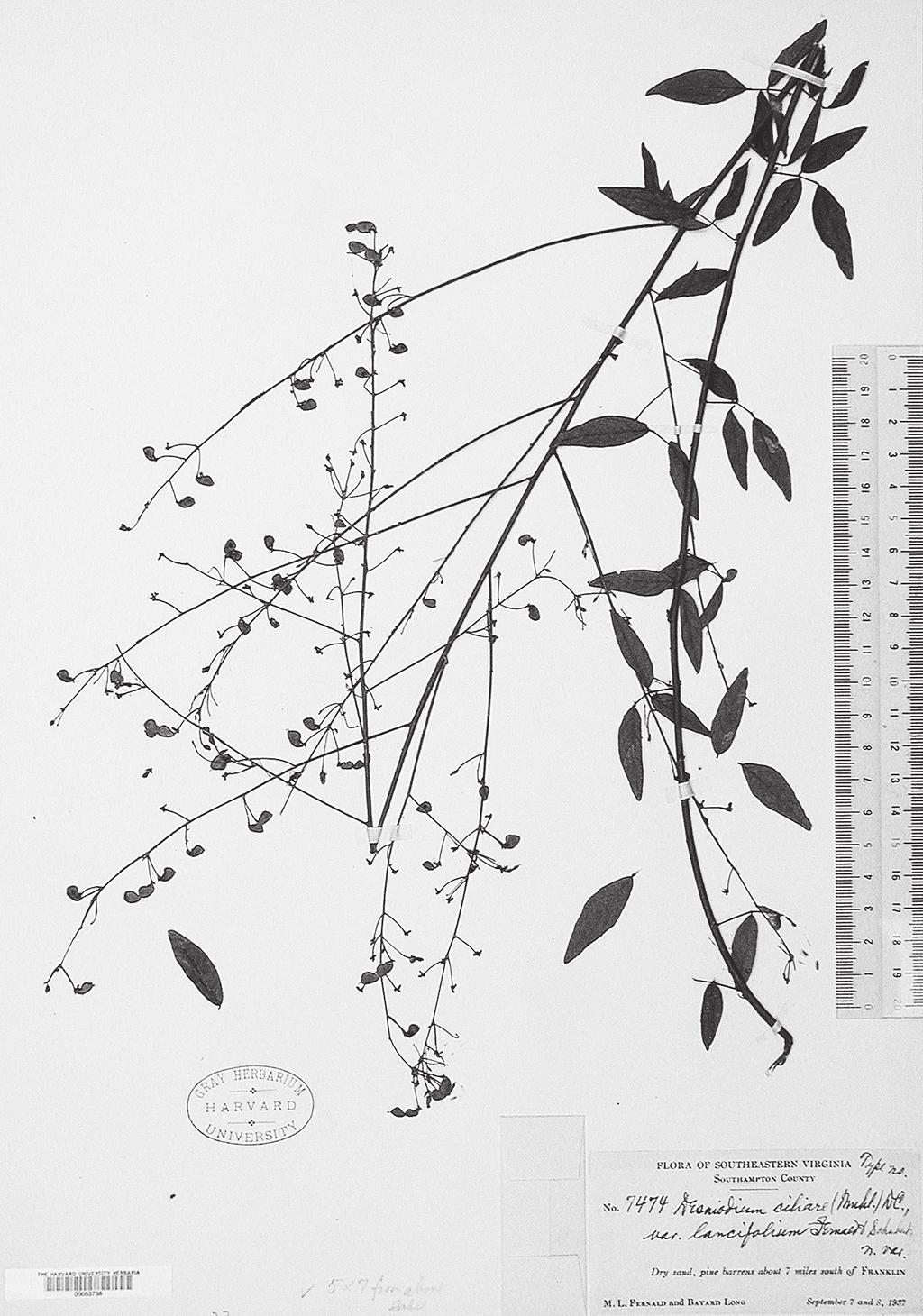168 植物研究雑誌第 88 巻第 3 号 2013 年 6 月 Fig. 1.