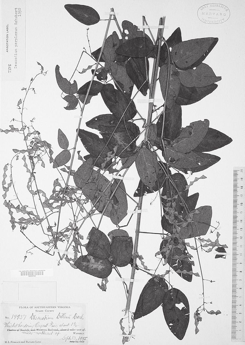 170 植物研究雑誌第 88 巻第 3 号 2013 年 6 月 Fig. 2. Holotype of Desmodium perplexum B. G. Schub. (GH). Fig. 3. Holotype of Desmodium fernaldii B. G. Schub. (GH). D. paniculatum D. glabellum; and D. glabellum D.