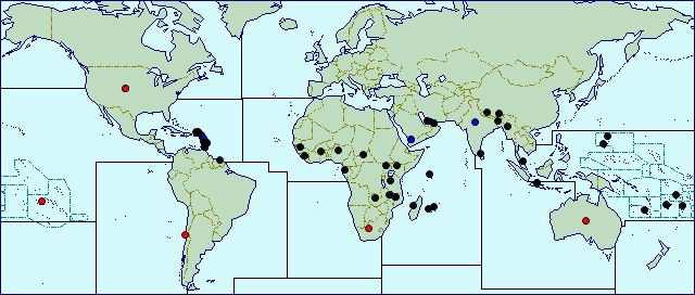World distribution of S.