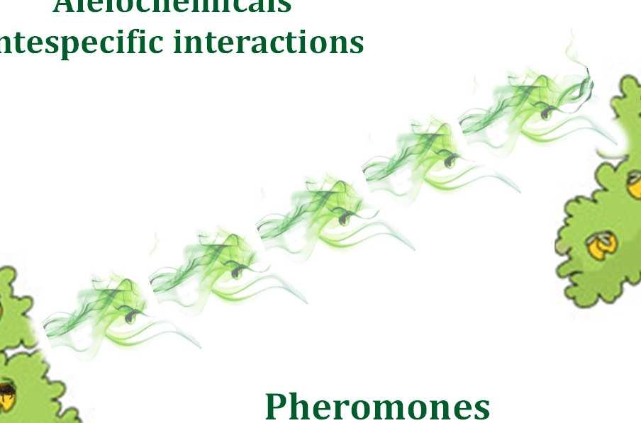 Semiochemical interactions Alelochemicals Intespecific interactions