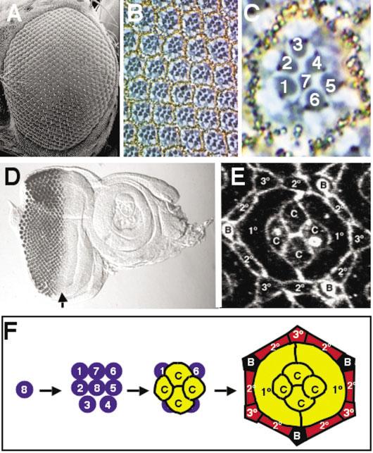 SIGNAL INTEGRATION IN THE DROSOPHILA EYE 163 Fig. 1. A: A scanning electron photomicrograph of a wild-type adult Drosophila compound eye reveals the highly regular honeycomb-like arrangement of the ommatidia.