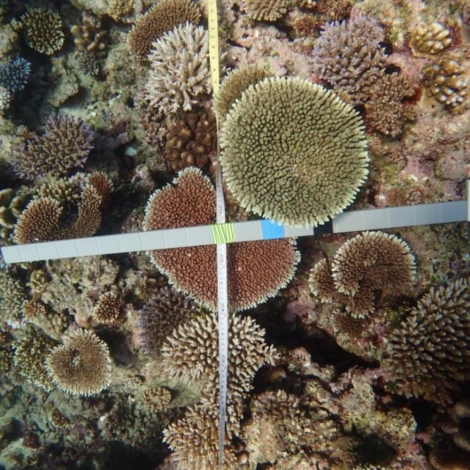 RESPONDING TO A CORAL BLEACHING EVENT 50 m
