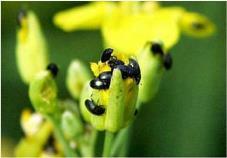 Life cycle of pollen beetle