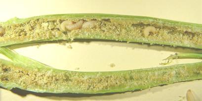 Wyss) Cabbage stem weevil