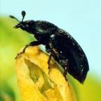 Percentage parasitism of insect pests on