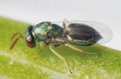 beetle (Meligethes aeneus) Seed pod weevil