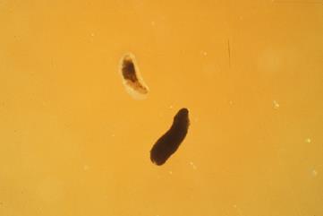 % of parasitised larvae Superparasitism of P. chrysocephala by T.
