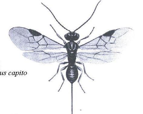 Ferguson, UK Diospilus capito Ichneumonidae- Life history: Tersilochinae: univoltine T.