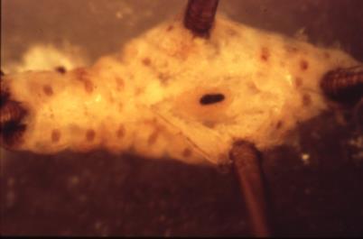 parasitoids from host larvae 3.