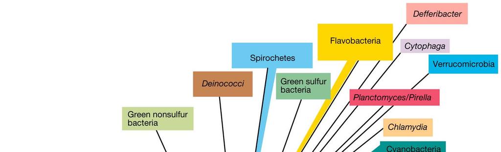 Phylogentic Overview of Bacteria