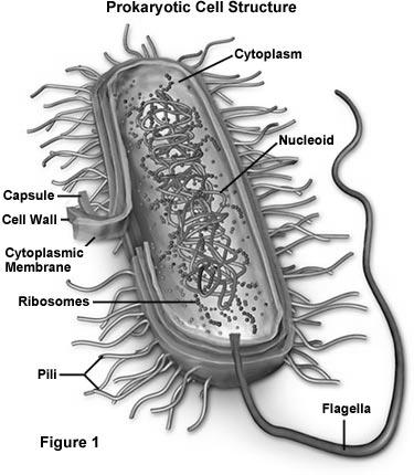-Cell in bacteria are not surrounded by membranes.