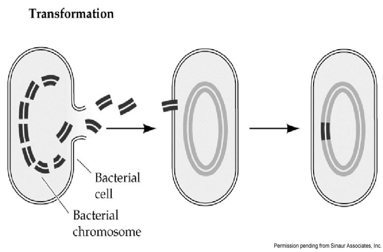 two identical cells.