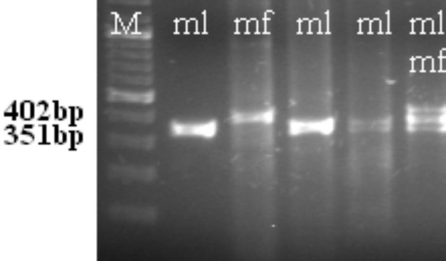 1 pav. Specifiniai Monilinia spp. DNR fragmentai. M 1 000 bp DNR fragmentų žymuo; ml specifinis M. laxa fragmentas; mf specifinis M.