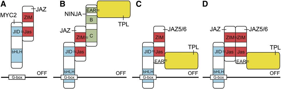 Interactors of the JAZ Proteins 7 of 12 has been that the DELLA proteins GIBBERELLIC ACID INSENSI- TIVE (GAI; At1g14920), REPRESSOR OF GA (RGA; At2g01570), and RGA-LIKE1 (RGL1; At1g66350) could also