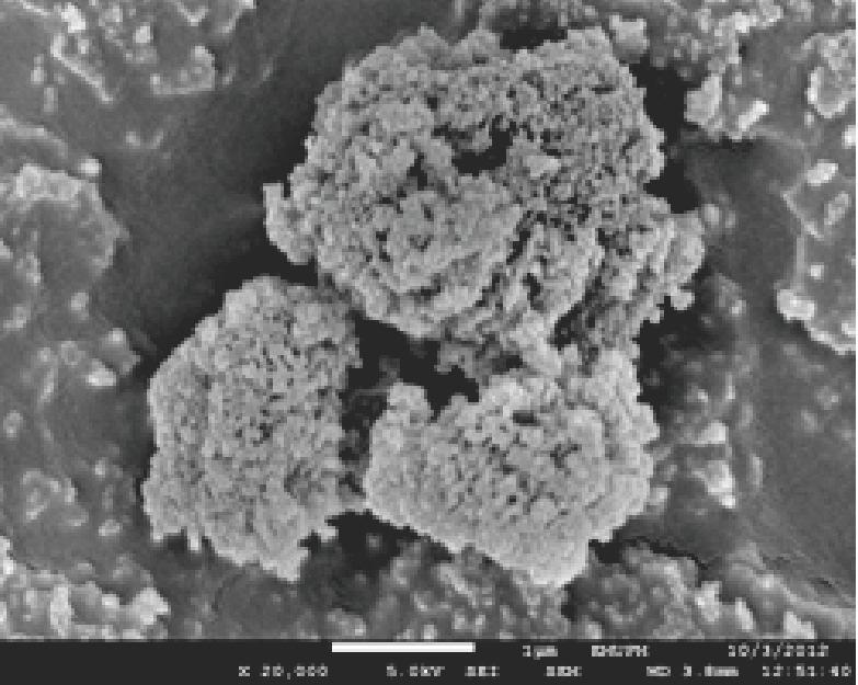 Residual concentration of indigo dye after heterogeneous UV-A photodegradation using neat TiO 2 Fig. 8. SEM micrographs of neat TiO 2 at 5000X 10 mg/l 20 mg/l Time (h) Fig. 12.