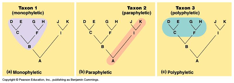 Systematics and cladistics Monophyletic pertains to a taxon that is derived from a single ancestral species. only legitimate cladogram type!