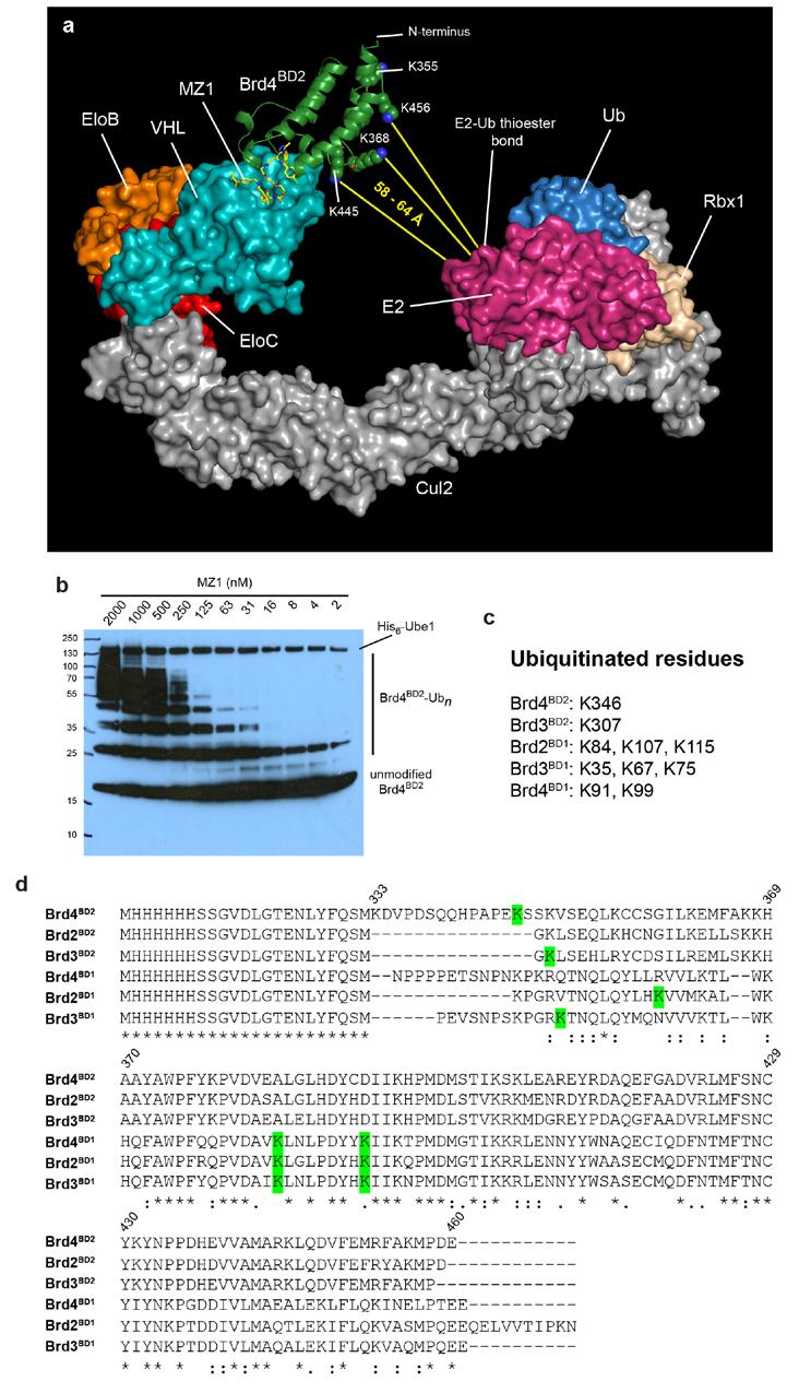 Supplementary Figure 12. Model of CRL2 VHL MZ1 Brd4 BD2, in vitro ubiquitination and identification of target lysines. a, Model of CRL2 VHL bound to MZ1 Brd4 BD2.