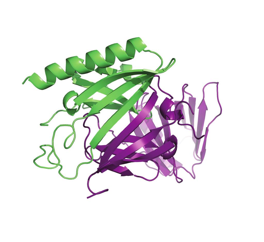 Cartoon representation (left, PDB ID = 4KHB) with Spt16D (green) and Pob3N